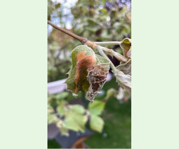 Múčnatka platanová