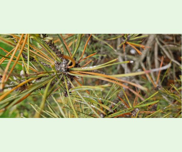 Štítnička borovicová