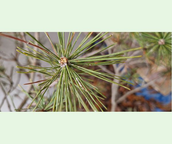 Štítnička borovicová