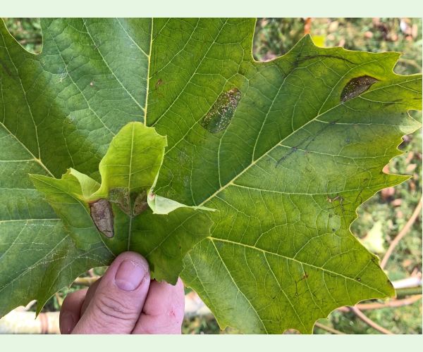 Ploskáčik platanový