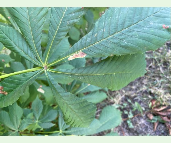 Ploskáčik pagaštanový