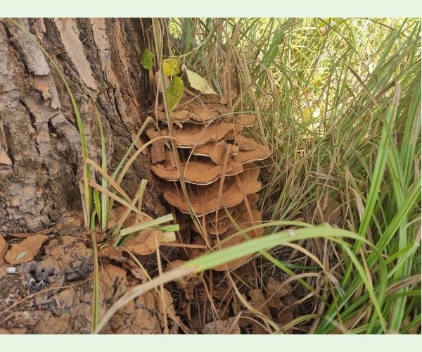 Lesklokôrovka plochá