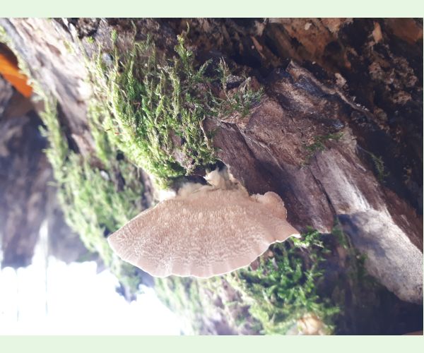 Trúdnikovec chlpatý