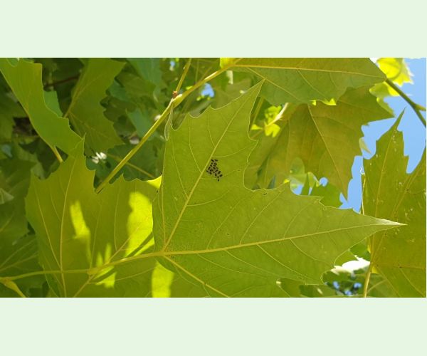 Sietnička platanová