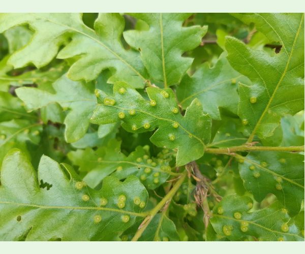 Hrčiarka Dryomyia circinans