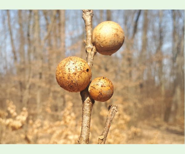 Hrčiarka dubienková