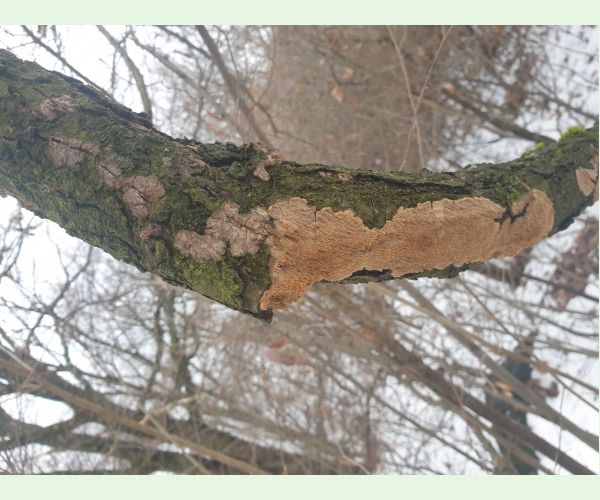 A - nejednoznačne určený, nie sme si istí