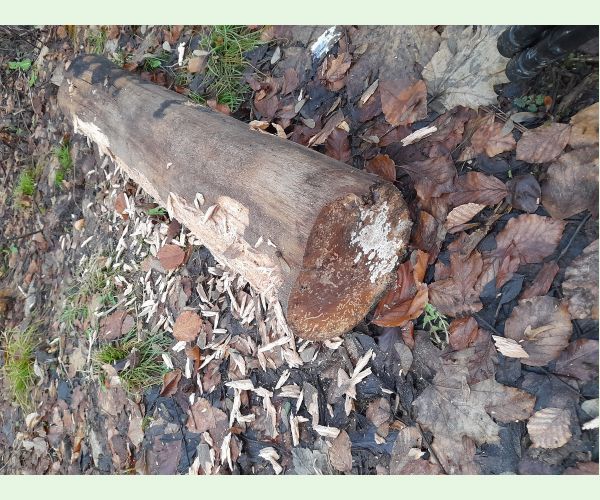 Pevník červenejúci