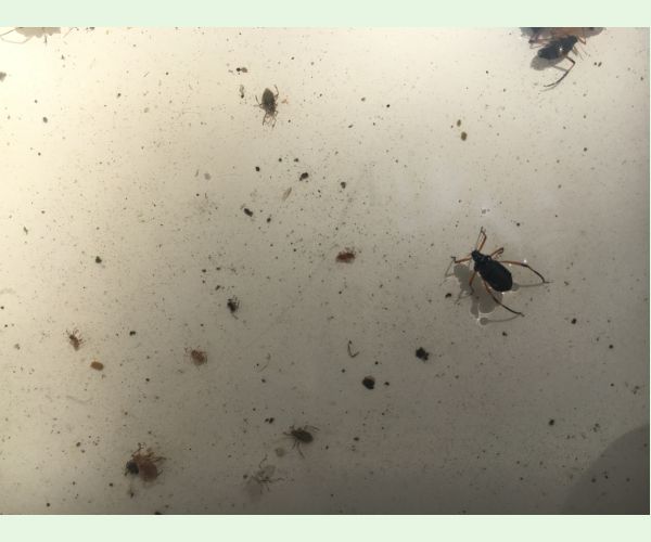 Medovnica Cinara curvipes