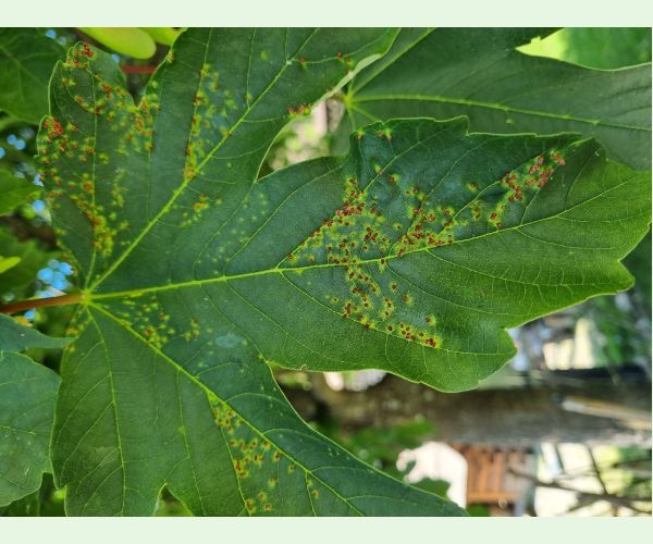 Vlnovník hlavičkový