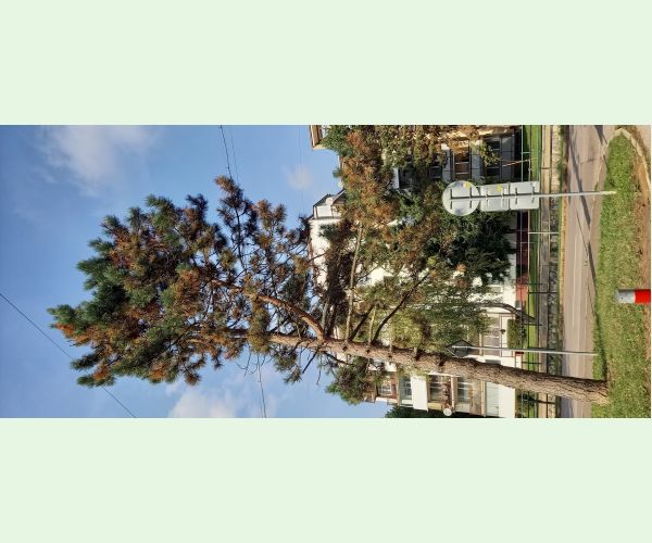 Červená sypavka borovíc