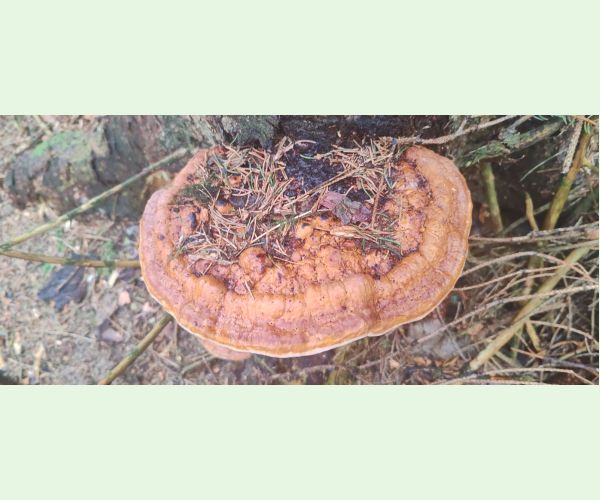 Práchnovček pásikavý