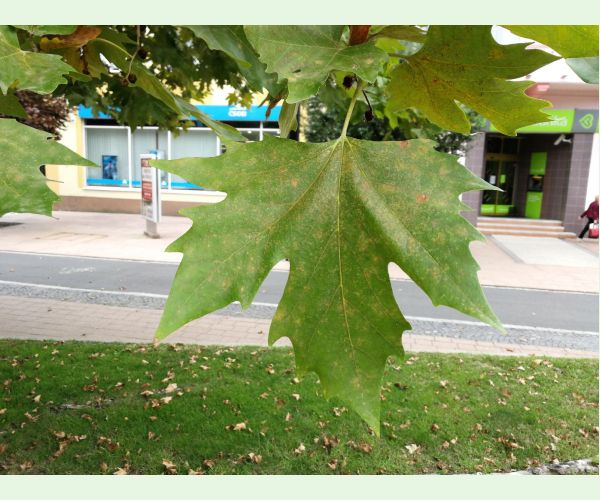 Sietnička platanová