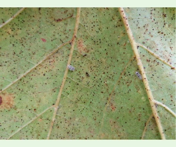 Sietnička platanová