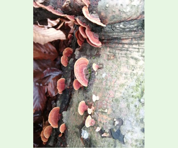 Červenica rumelková