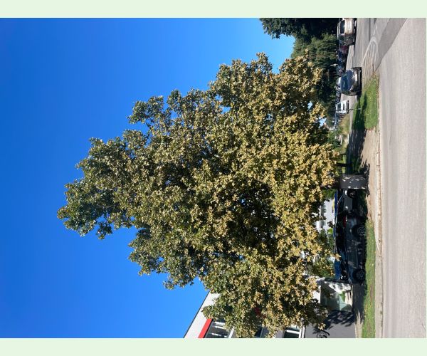 Sietnička platanová