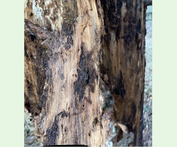 Podpňovka smreková