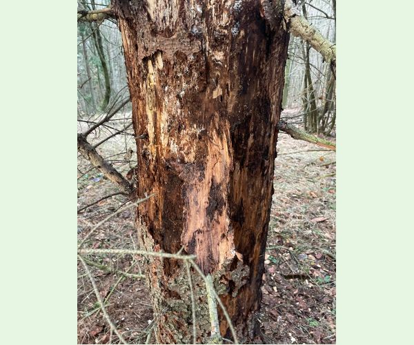 Podpňovka smreková