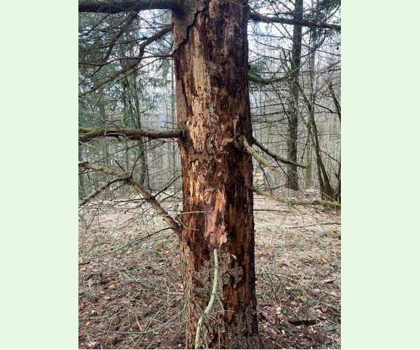 Podpňovka smreková