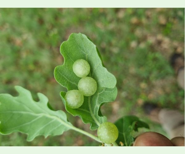 Hrčiarka Neuroterus quercusbaccarum