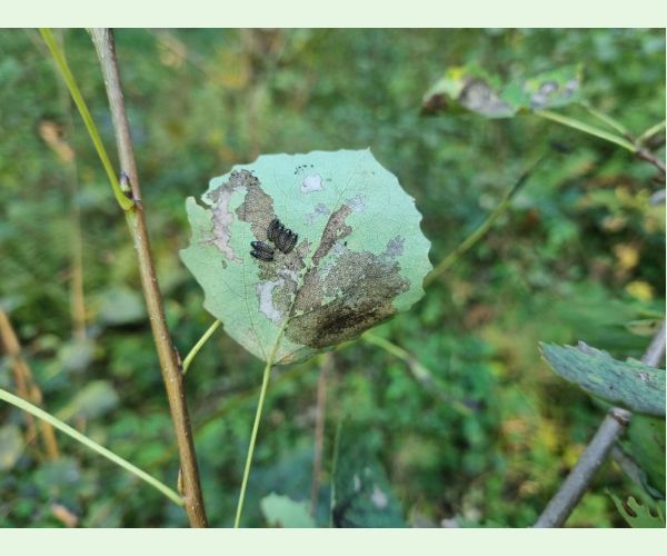 Liskavka Phyllodecta vitellinae