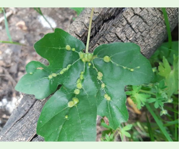 Roztoč Aceria macrochela
