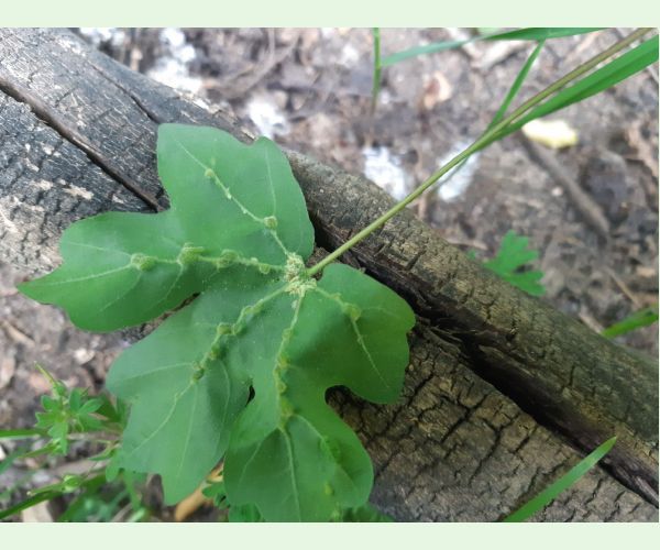 Roztoč Aceria macrochela