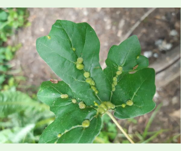 Roztoč Aceria macrochela