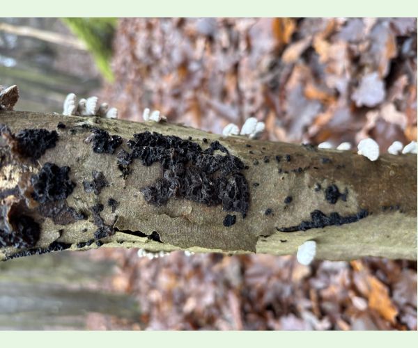 Tmavorôsolovec mozgovitý