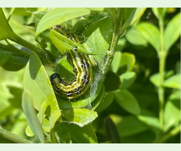 Víjačka krušpánová