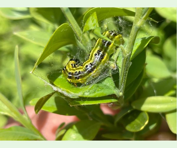 Víjačka krušpánová