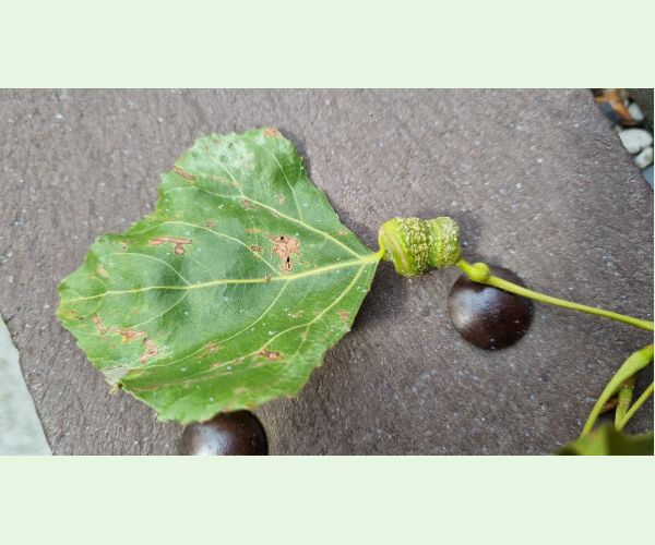 Dutinárka skrutkovitá