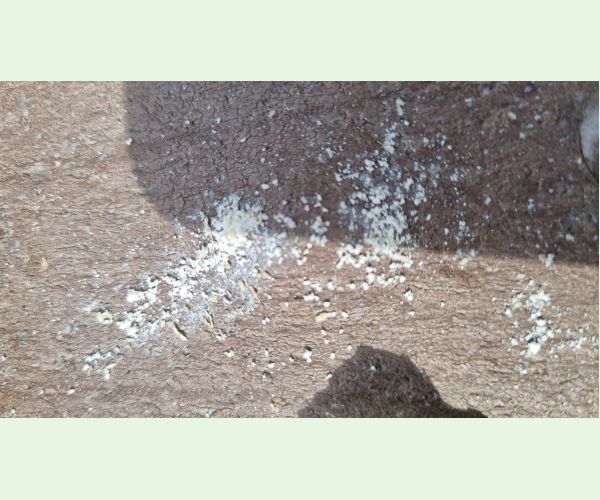 Dutinárka skrutkovitá