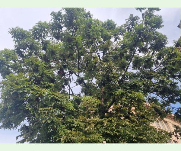 Roztoč Aceria fraxinivora