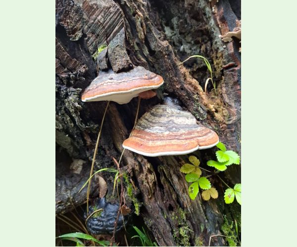 Práchnovček pásikavý