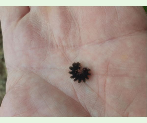 Bieloškvrnáč púpavcový