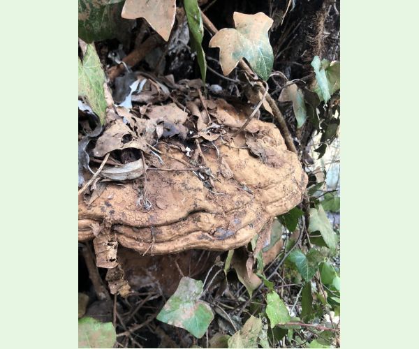 Lesklokôrovka plochá