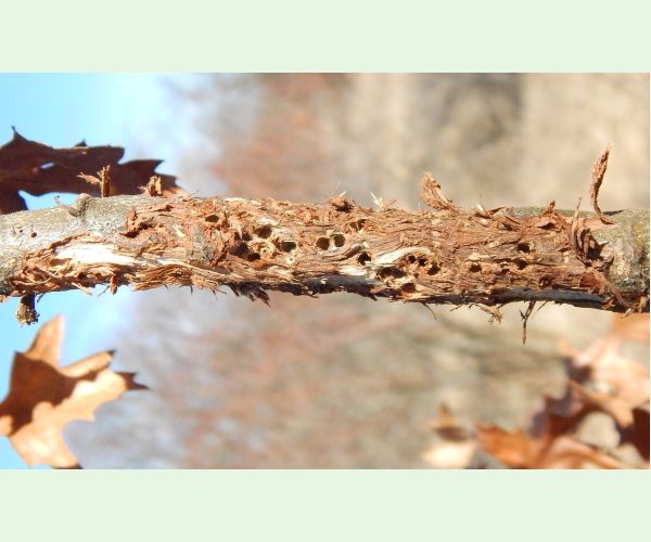 Hrčiarka Andricus quercusradicis