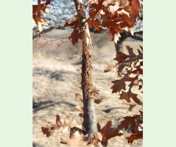 Hrčiarka Andricus quercusradicis