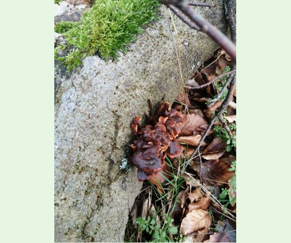 Podpňovka obyčajná