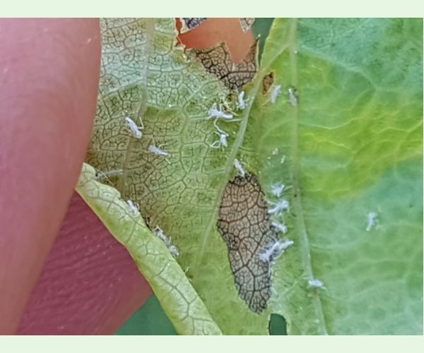 Voška Dysaphis devecta