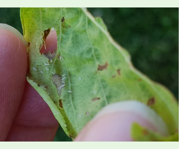 Voška Dysaphis devecta