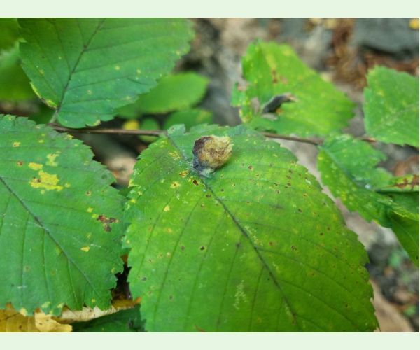 Vlnačka hrebienková