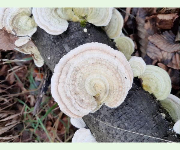 Trúdnikovec chlpatý