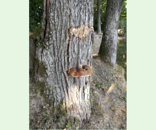 Lesklokôrovka tmavá