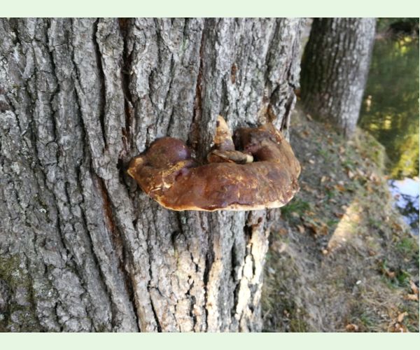 Lesklokôrovka tmavá