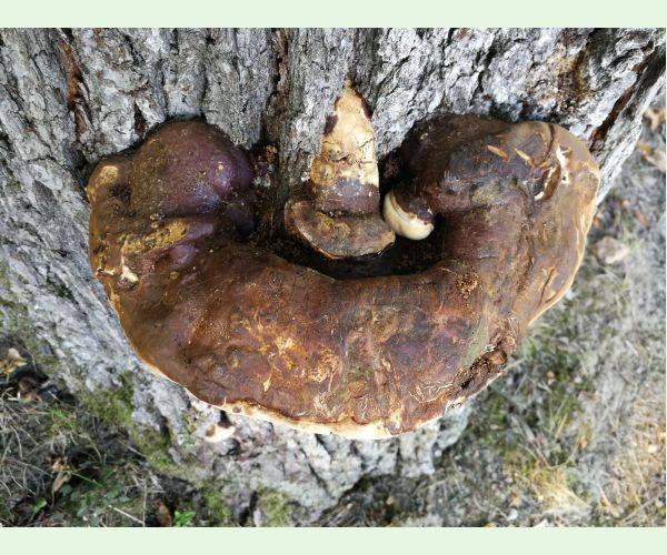 Lesklokôrovka tmavá