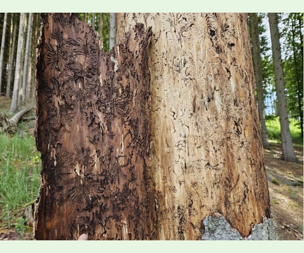 Lykožrút smrekový