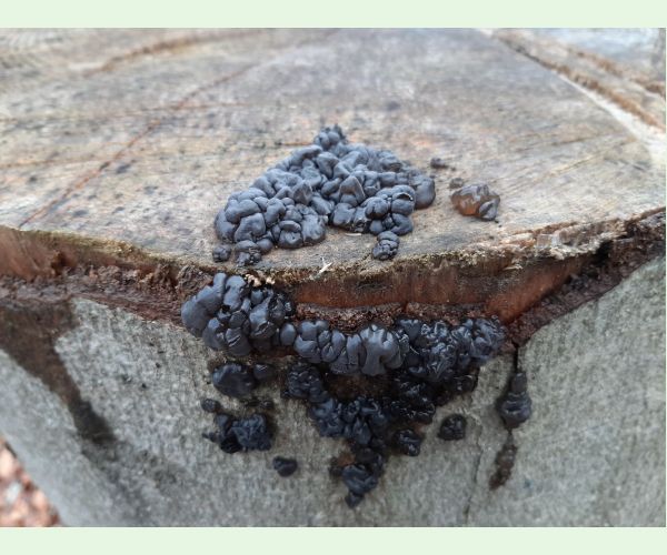 Tmavorôsolovec mozgovitý