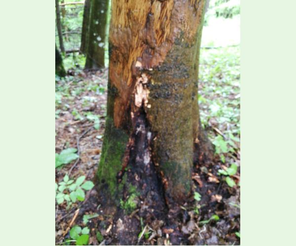 Podpňovka obyčajná